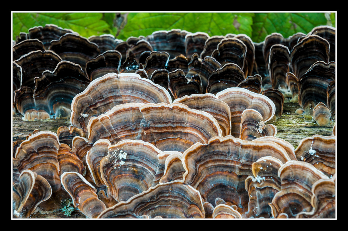 Mushroom Landscape