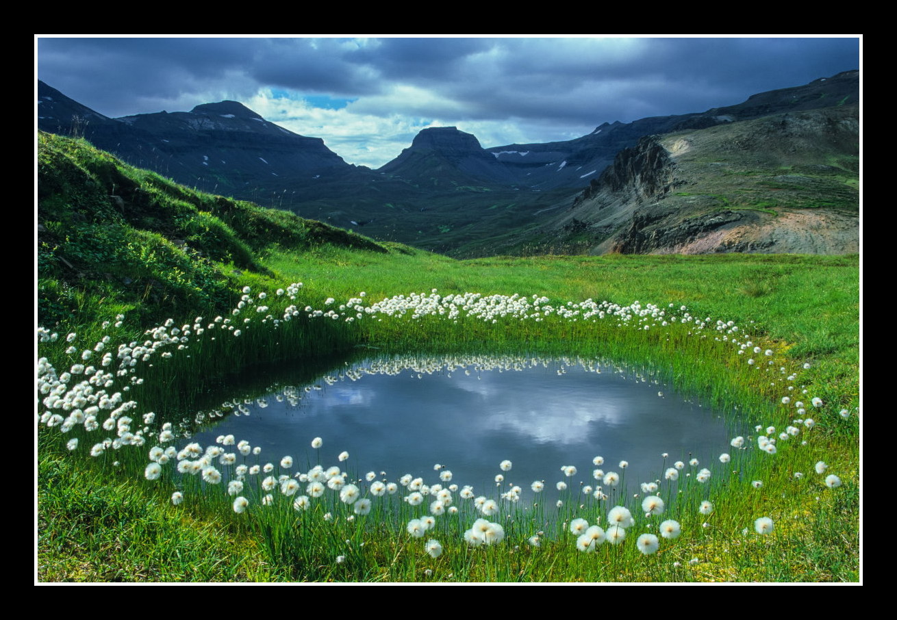 Flower Pond