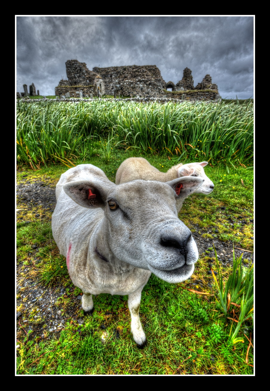 Castle Sheep
