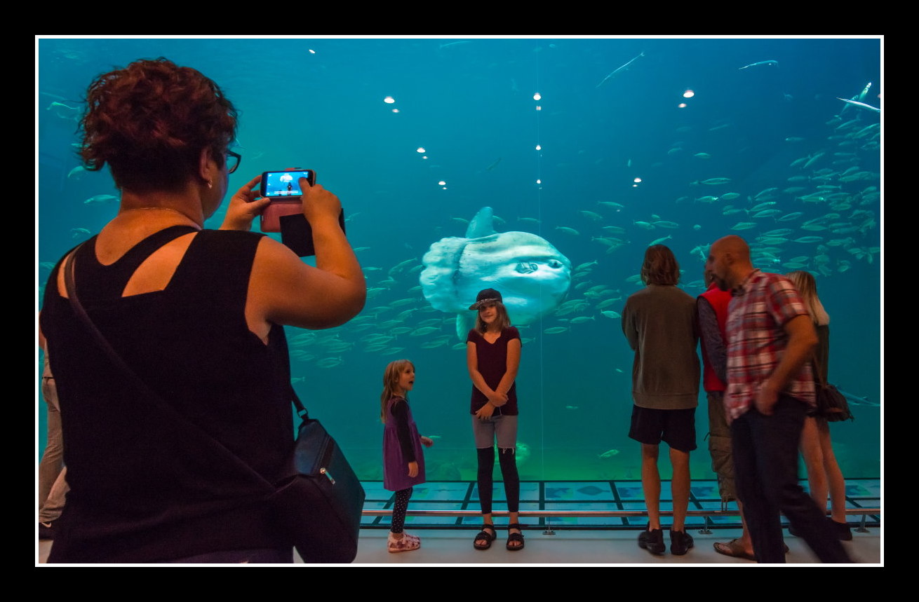 Aquarium Visitors