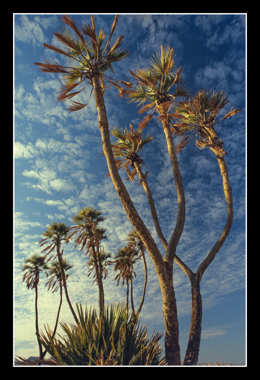 The rare Doum Palm