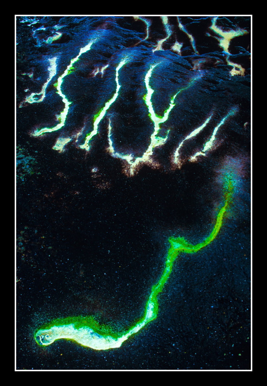 Volcanic Glowworm