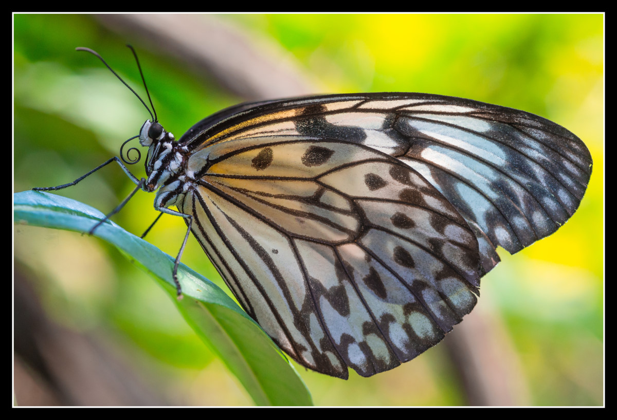 Butterfly  1