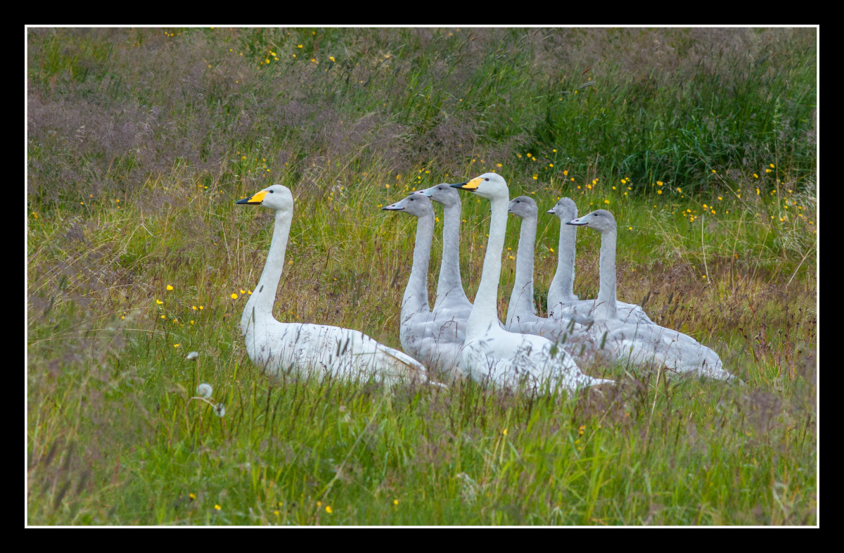 Swan Family 3