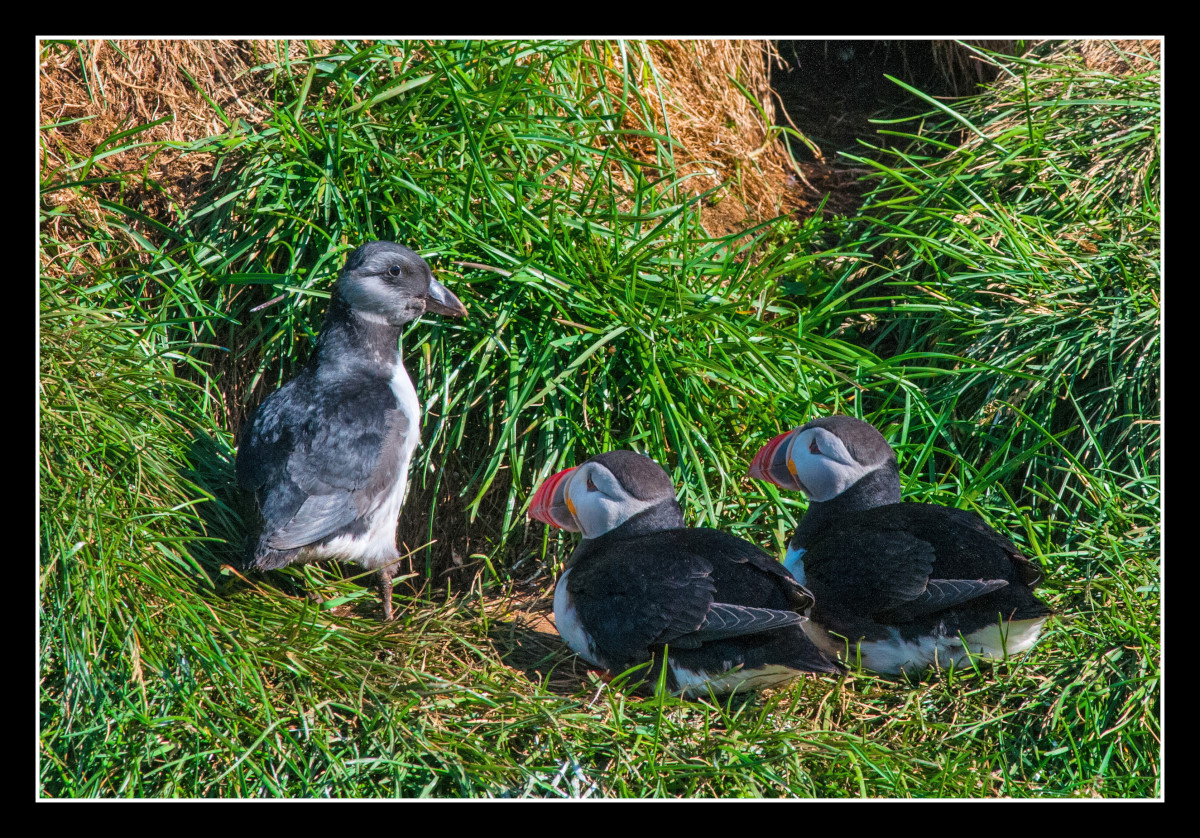 Puffin Family